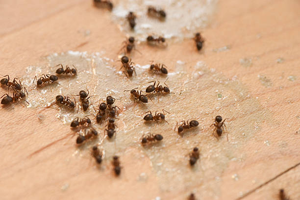 Best Cockroach Control Services  in Windham, OH